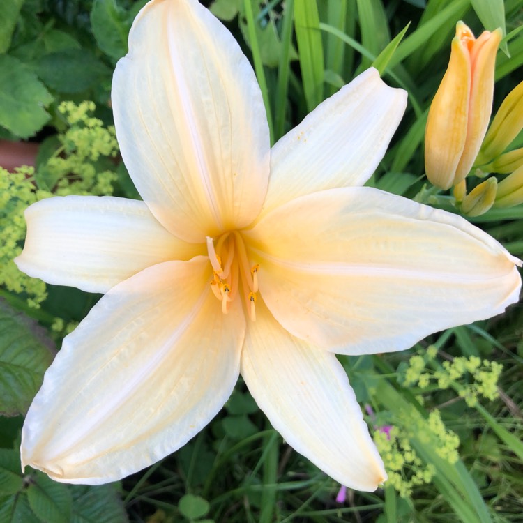 plant image 1118299