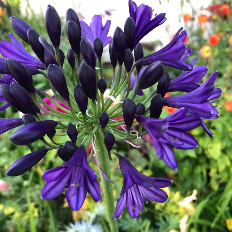 plant image 1123326