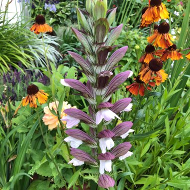 Acanthus hungaricus 'White Lips'