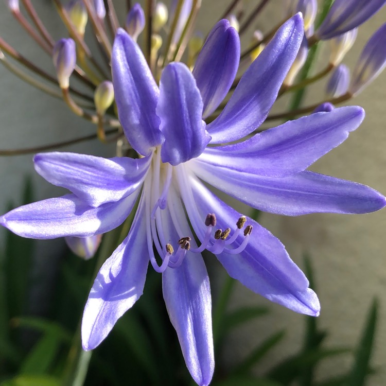 Plant image Agapanthus 'Stargazer'