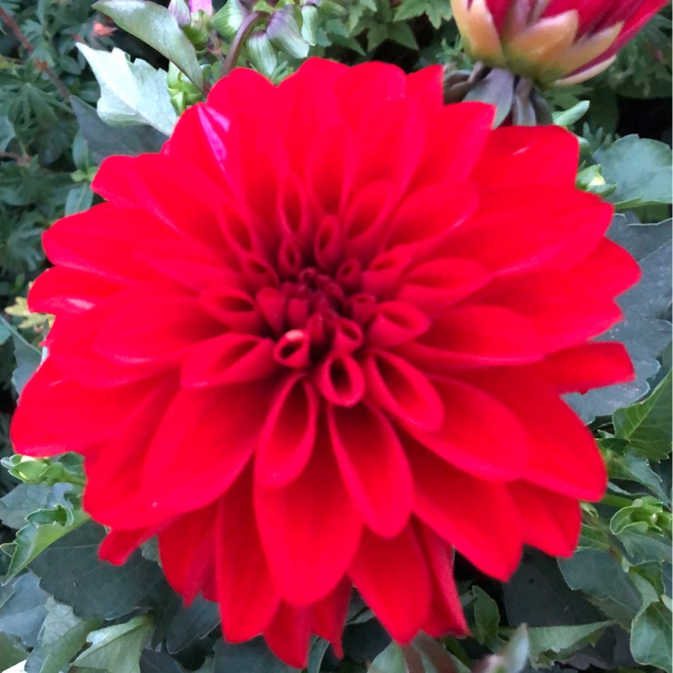 plant image 1321986