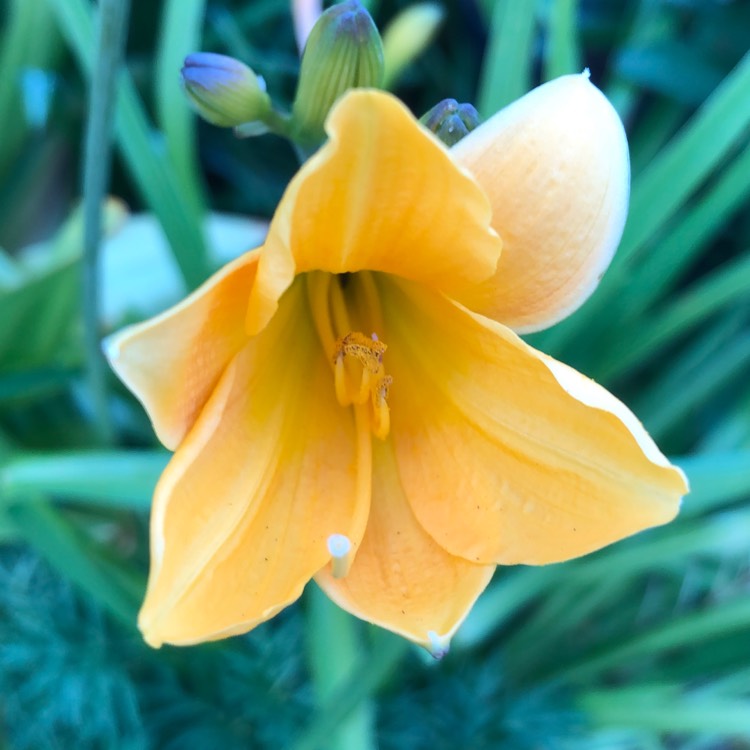 plant image 1322996