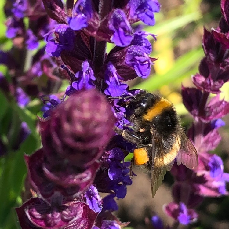plant image 1329517