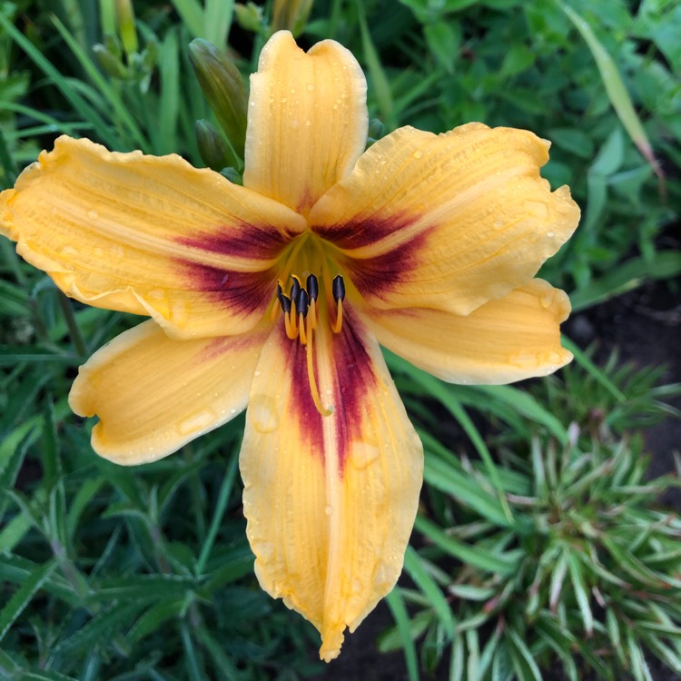 plant image 1334083