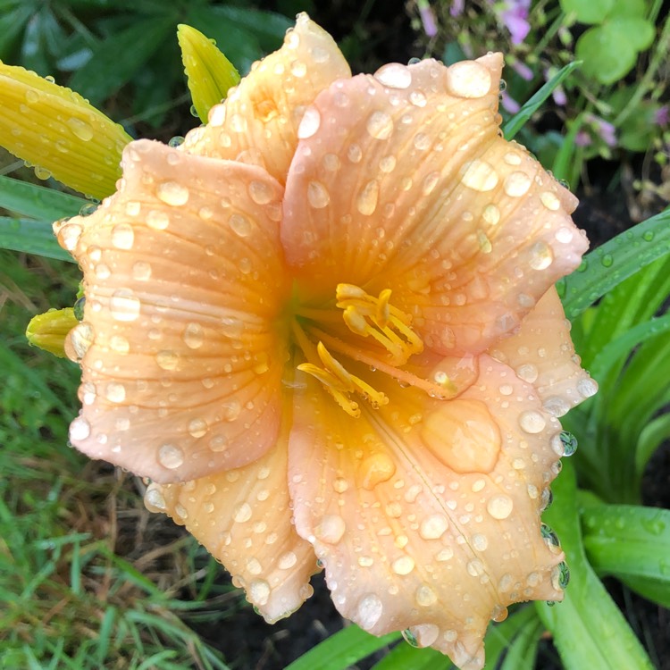 Plant image Hemerocallis 'Mini Pearl'