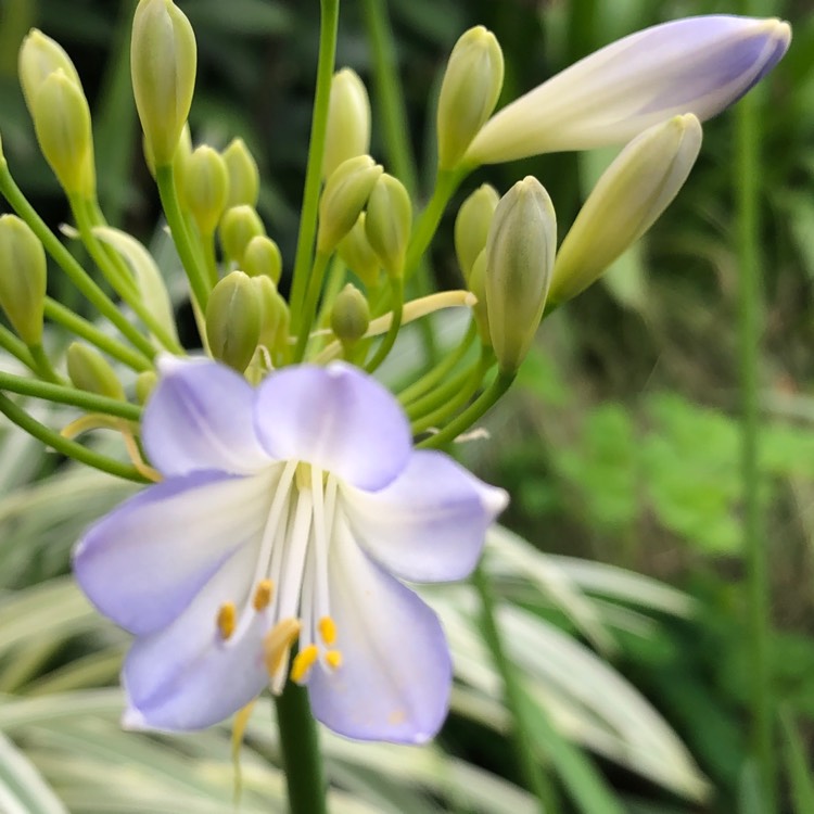 Plant image Agapanthus 'Silver Baby'