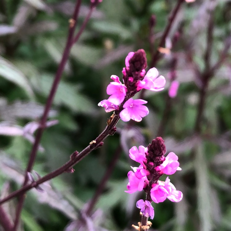 Plant image Verbena officinalis var. grandiflora 'Bampton'