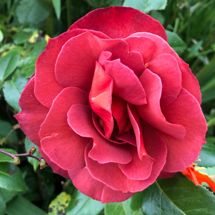 plant image 1374378