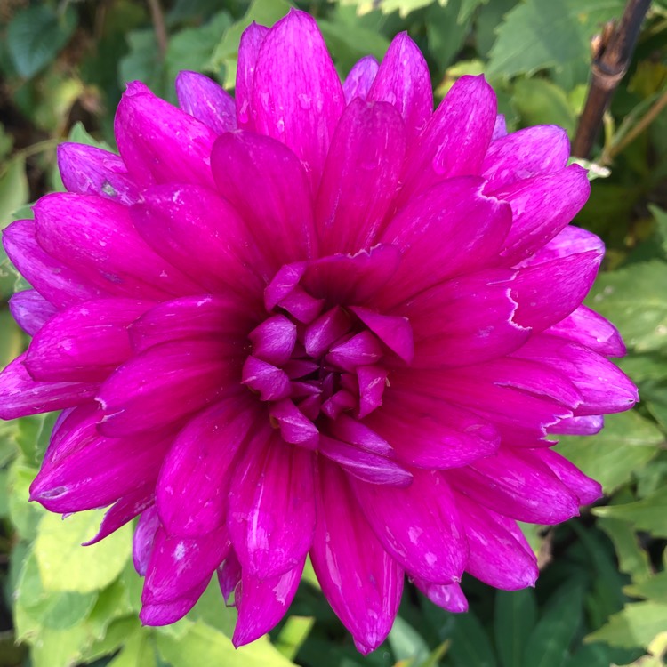Plant image Dahlia 'Berner Oberland'