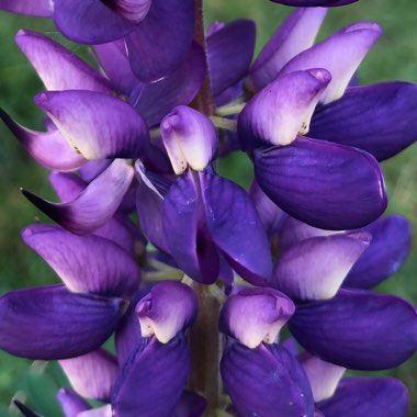 Lupinus