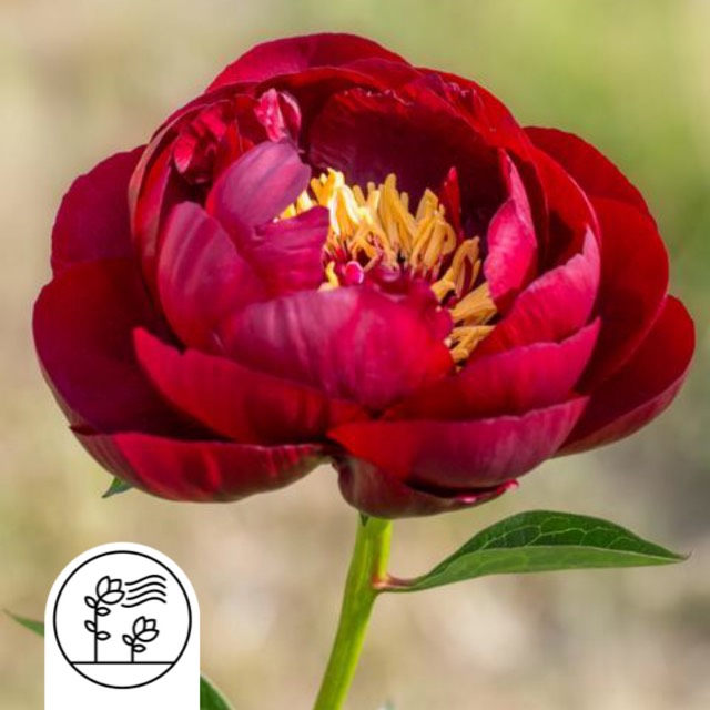 plant image 1452911