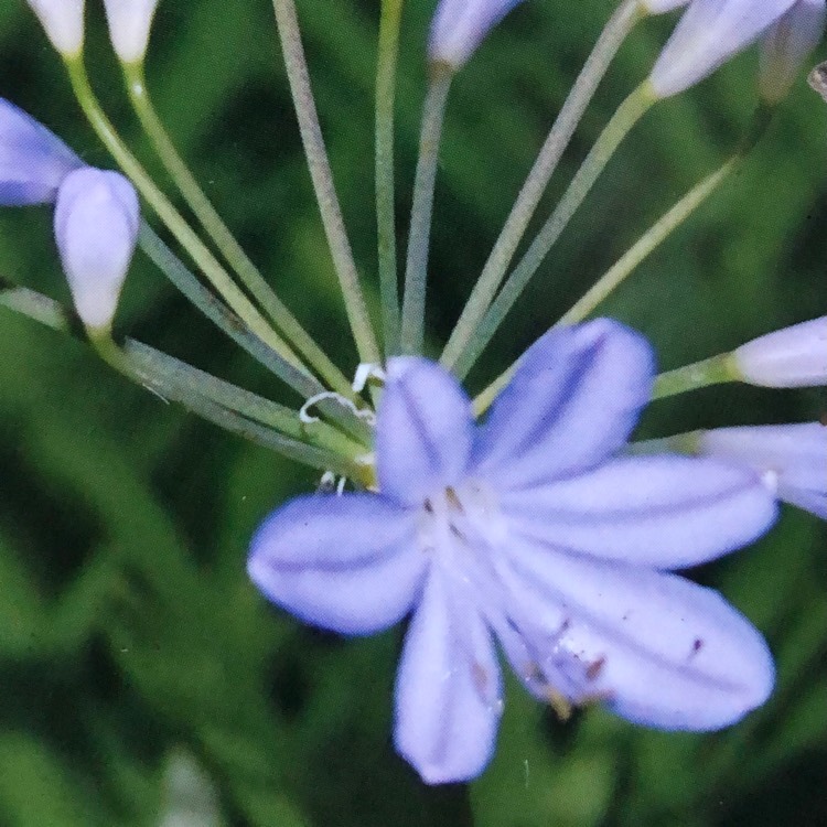 plant image 1457320