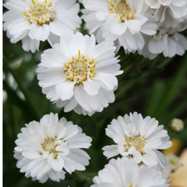 Plant image Achillea ptarmica 'The Pearl'
