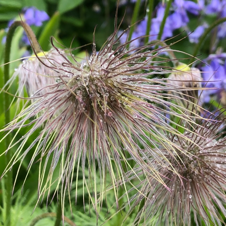 plant image 1480397 plant image 1480397