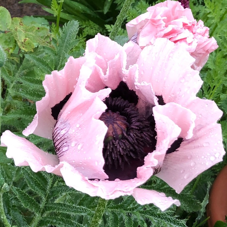 plant image 1491193