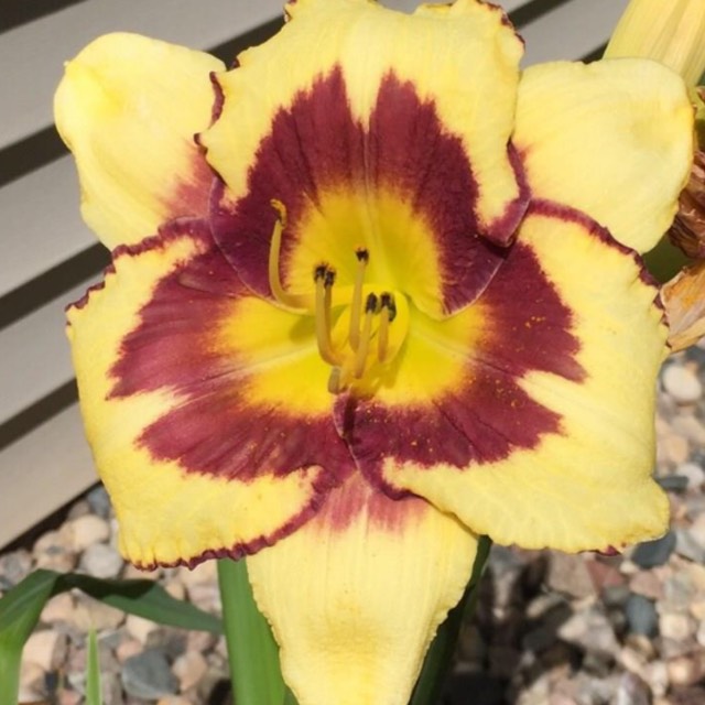plant image 1501461