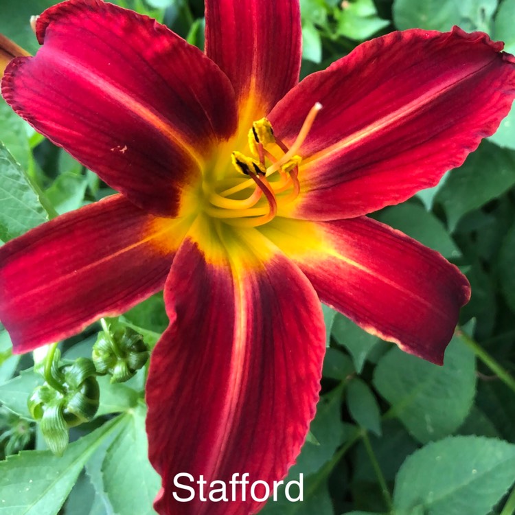 Plant image Hemerocallis 'Stafford'