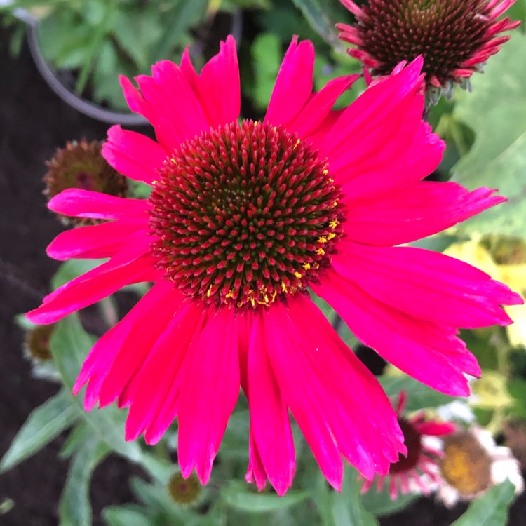 Plant image Echinacea purpurea 'Sensation Pink'