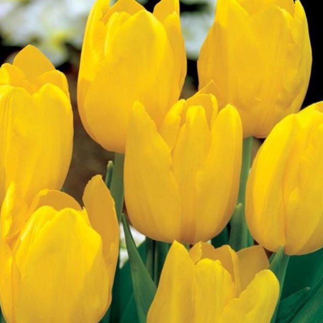 plant image 1548211