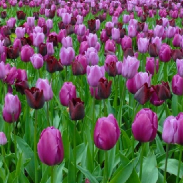plant image 1548212