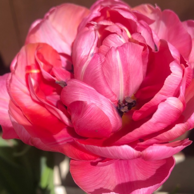 Plant image Tulipa 'Amazing Grace'