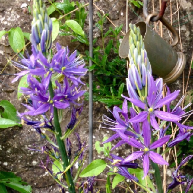 plant image 1548221