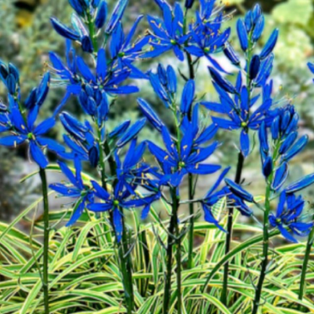 Plant image Camassia quamash 'Blue Melody'