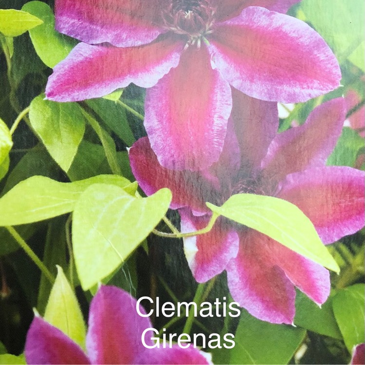 plant image 1571024
