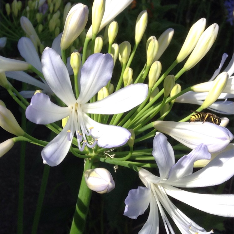 plant image 355754