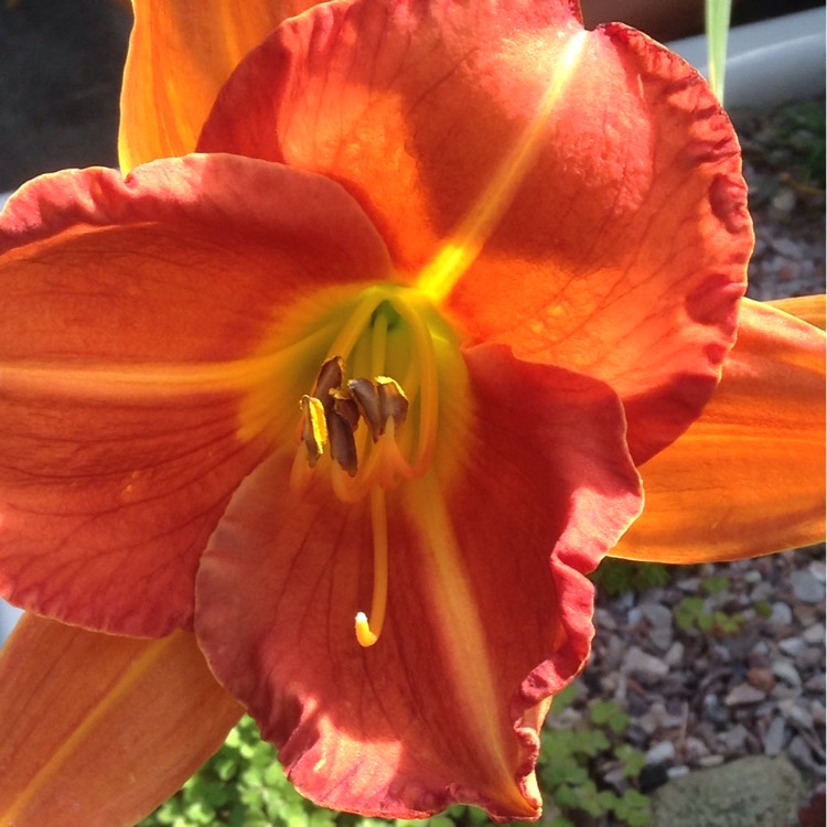 plant image 373969