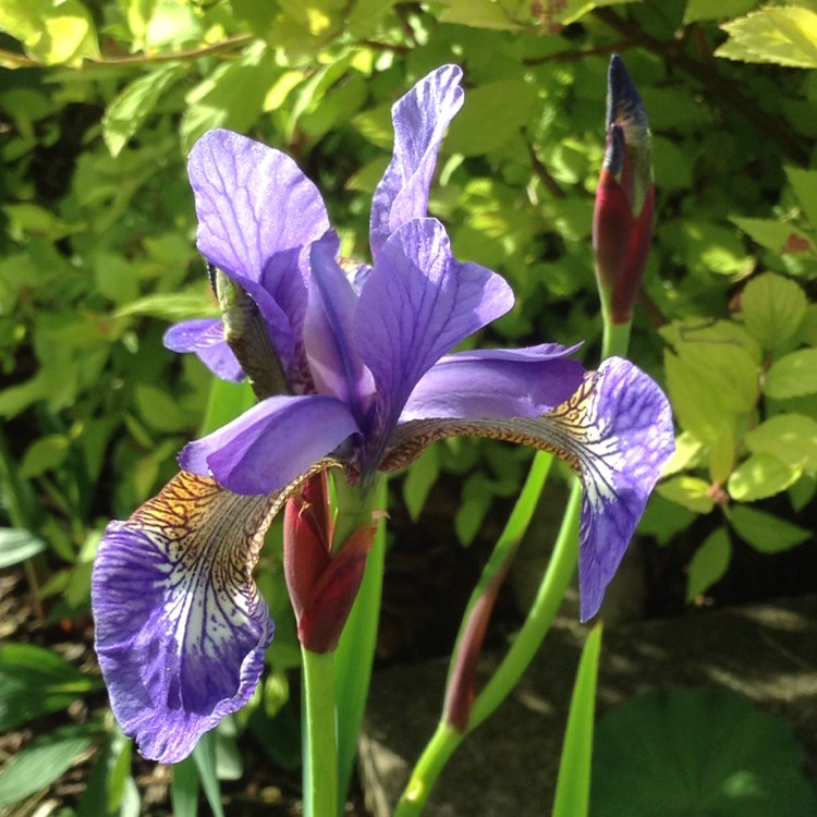 plant image 414022