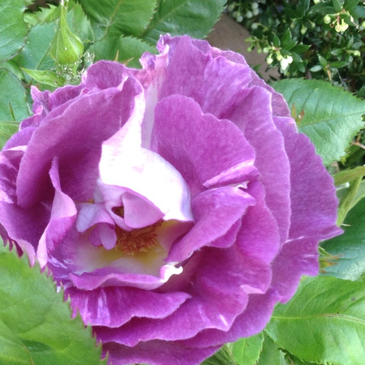 plant image 415734