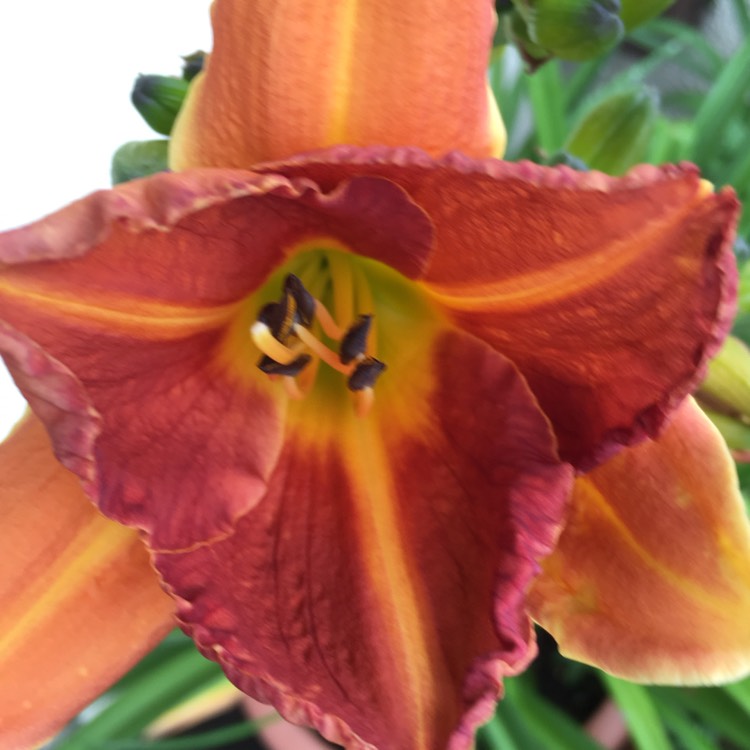plant image 468959