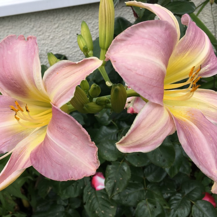 Plant image Hemerocallis 'Catherine Woodbery'