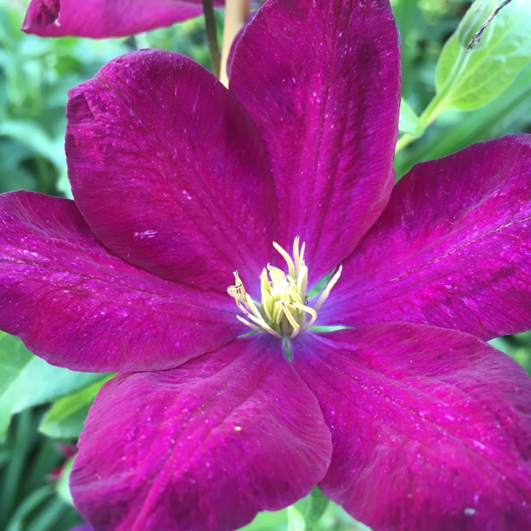 plant image 476543