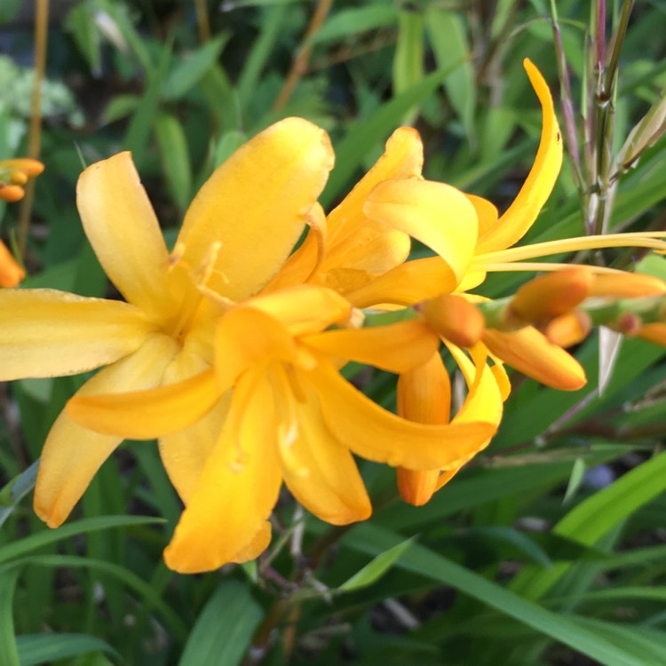 plant image 490692