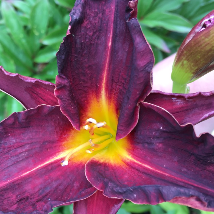 plant image 503300