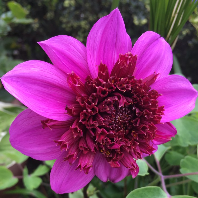 plant image 512789