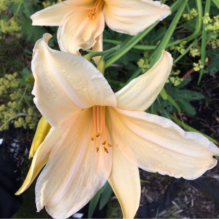 plant image 529223