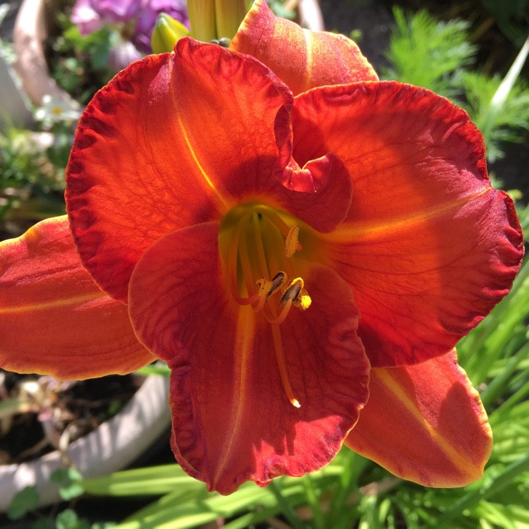 Plant image Hemerocallis 'Staghorn'