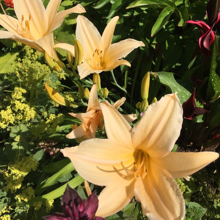 plant image 784553