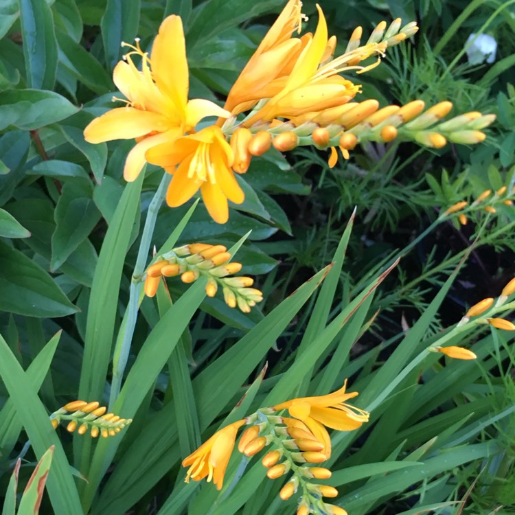 plant image 798568