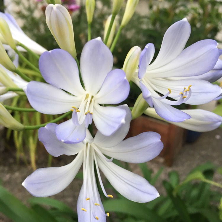 Plant image Agapanthus 'Phantom'