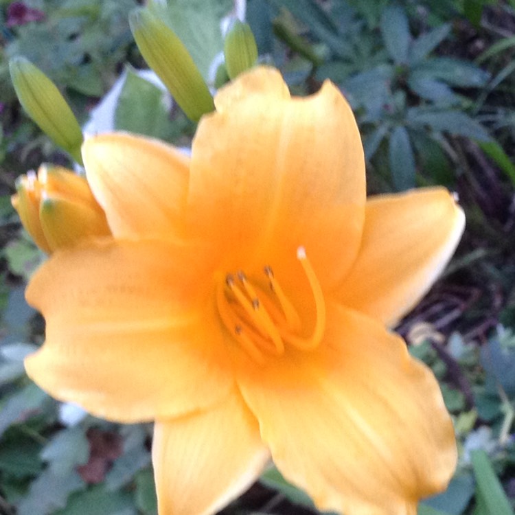 plant image 832306