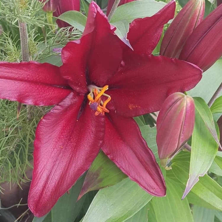Plant image Lilium 'Fire King'