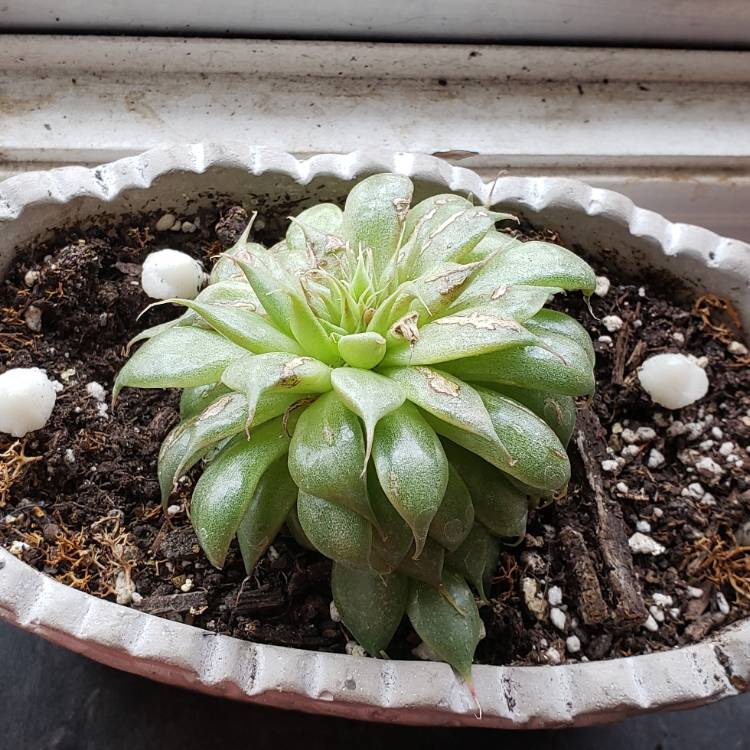Plant image Echeveria Pampa