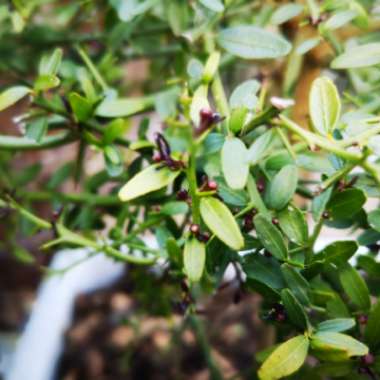 Microcitrus australasica