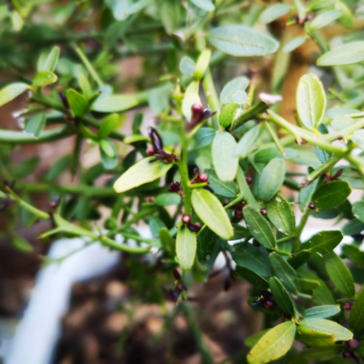 plant image 1023052