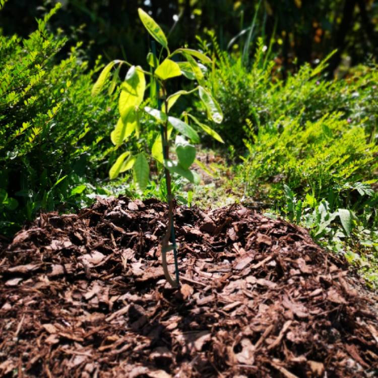 plant image 1050440