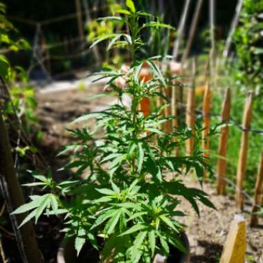 Mat's garden